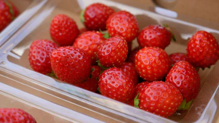 驚くほど甘いイチゴ&超人気の野菜直売所
有名イタリアンシェフと行く「よこすか野菜生産地ツアー」